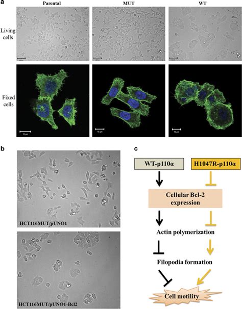 Cell morphology and cell migration of HCT116 cells are altered by the ...