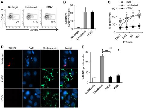 Hantaviruses Inhibit Nk Cell Mediated Killing Of Infected Endothelial