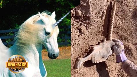 Real Unicorn