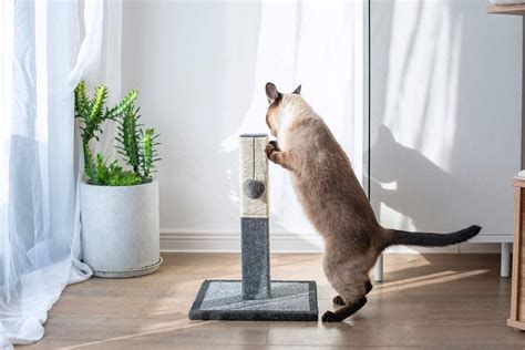 Best Cat Scratching Posts In Reviews Top Picks Pet Keen