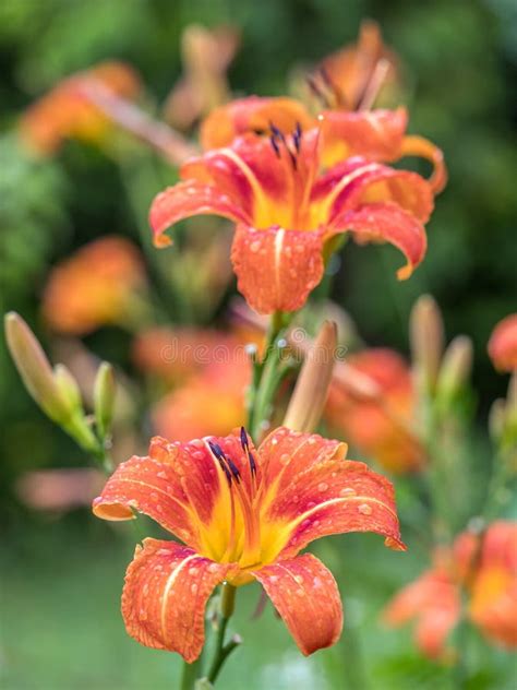Orange Daylily Flowers In Blossom Stock Image Image Of Lily Fulvous