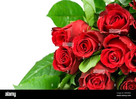 Red Rose Painting Hi Res Stock Photography And Images Alamy