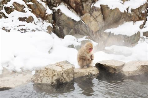 Premium Photo Japanese Macaque Or Snow Monkey In Hot Spring