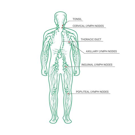 Lymphatic System Labeled