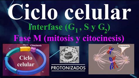 Ciclo Celular Interfase G1 S Y G2 Y Fase M Mitosis Y Citocinesis