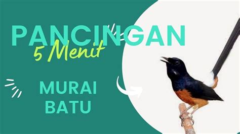 Kenari Gacor Cuit Cuit Ngerol Tajam Terapi Ampuh Kenari Macet