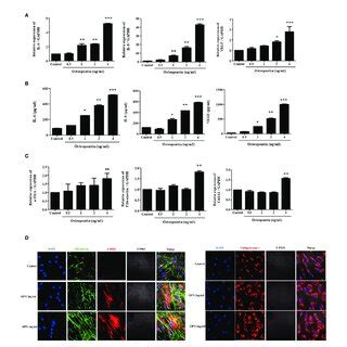 Osteopontin Induces The Expression Of IL 6 IL 8 VEGF And ECM