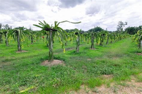 Champ De Fruit Du Dragon Ou Champ De Paysage De Pitahaya Photo Premium