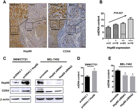 Hsp60 Up Regulation Is Associated With Increased Mitochondrial