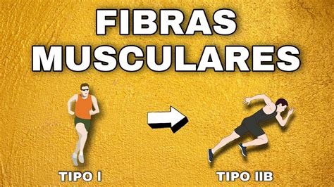 Tipos De Fibras Musculares Lentas Y R Pidas Composici N Corporal Y