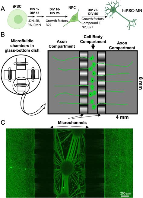 Compartmentalized Culture System For Investigating Axonal Outgrowth And