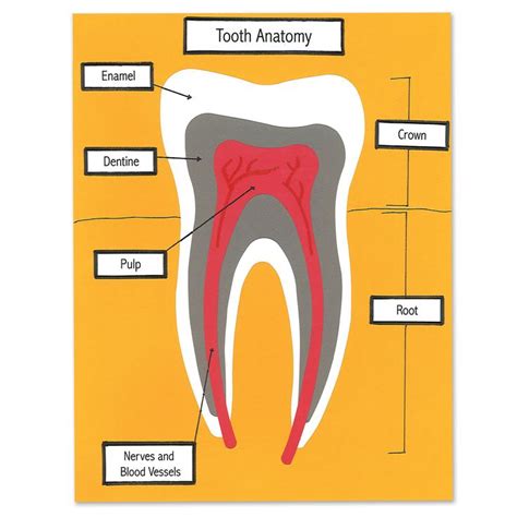 Pin On Teeth