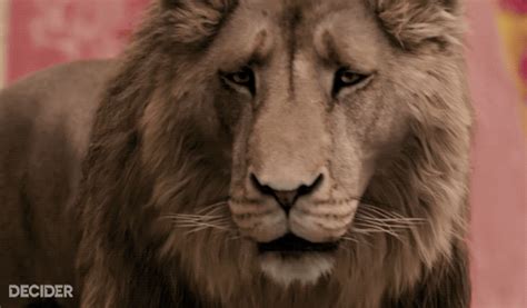 aslan called aslan famuse  models actors agencies