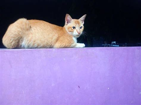 Appearance Of Indonesian Village Cats Stock Image Image Of Funny