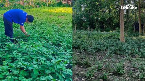 nestapa petani nilam konawe harga terjun bebas  rp  juta