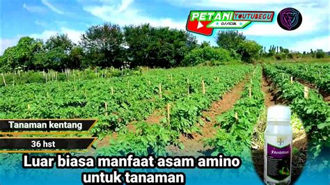 Manfaat Asam Amino Untuk Tanaman Cara Penggunaan Asam Amino Untuk