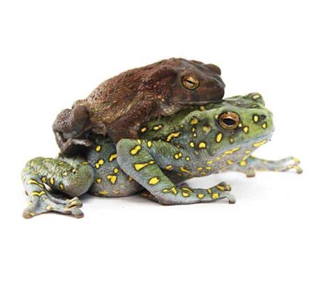 Care And Breeding The Yellow Spotted Climbing Toad Reptiles Magazine