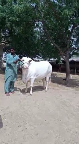 Qurbani K Janwar Ma Sha Allah Shortvideo YouTube