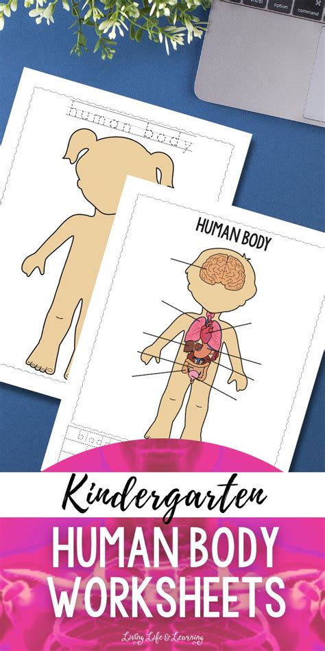 Kindergarten Human Body Worksheets