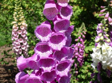 Tall And Stately Foxglove Plants Have Long Been Included In Garden