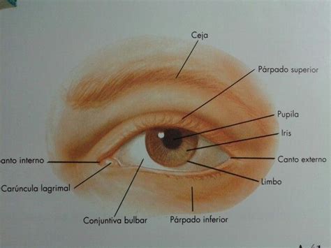 Estructura del ojo Ojos cerrados dibujo Anatomía del ojo Dibujos de