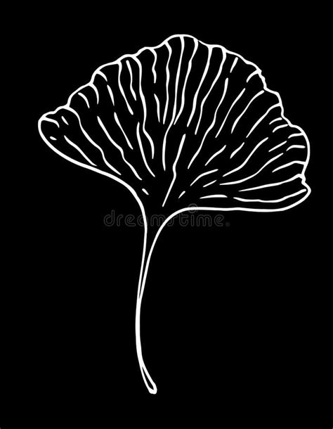 Vector Sheet Of Ginkgo Biloba Hand Drawn In The Style Of A Sketch