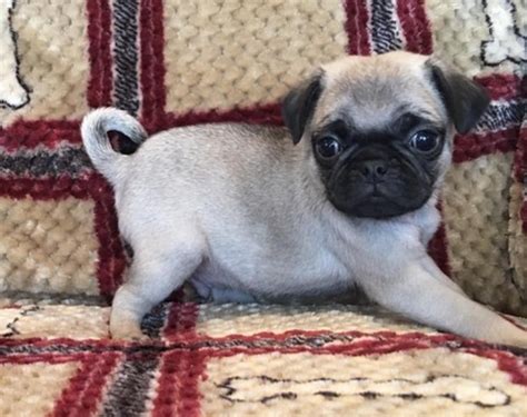 Pug Puppies For Sale San Jose Ca 176201 Petzlover