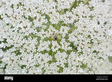 False Queen Anne Lace Hi Res Stock Photography And Images Alamy