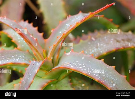 Rain Drops On Serrated Octopus Aloe Leaves Aloe Vanbalenii Stock Photo