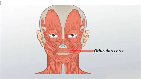 Orbicularis Oris Origin Insertion Blood Supply Function