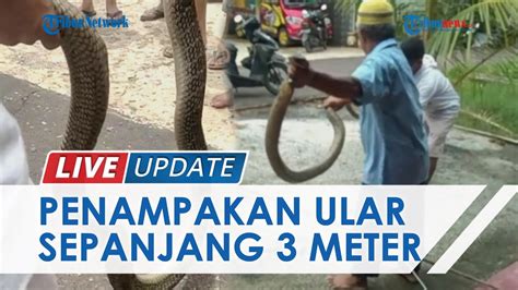 Penampakan Ular King Kobra Sepanjang 3 Meter Ditemukan Bocah 10 Tahun