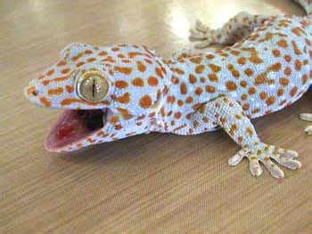 Gecko | Animal Wildlife