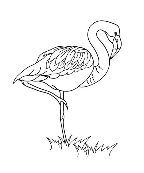 Coloriage Flamant Rose Gratuit Pour les Enfants télécharger et