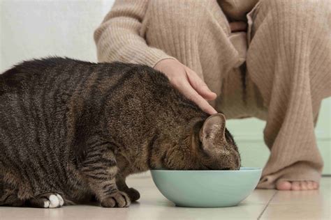 Obesidad en Gatos Control de Peso y Prevención de Riesgos