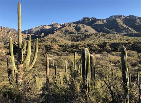 Catalina State Park: Hiking & Camping Guide | TucsonTopia