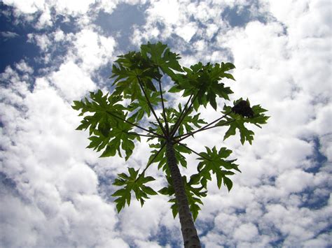 Papaya tree Free Photo Download | FreeImages