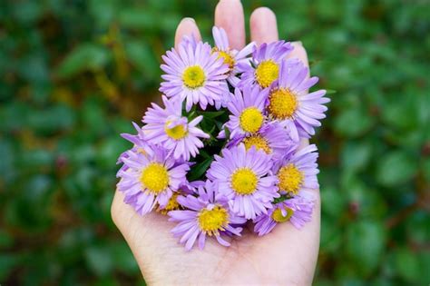 Premium Photo Cropped Hand Of Person Holding Flowers