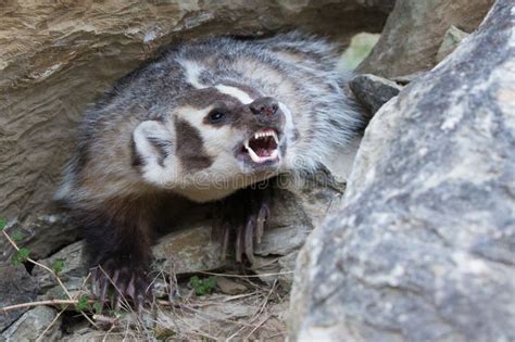 Angry Badger Stock Photos - Free & Royalty-Free Stock Photos from ...