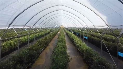 Haygrove Tunnels Covering Blueberries In Mexico Youtube