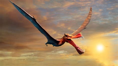 Fossils Of Pterosaur Dinosaur In Australia Like A Real Life Dragon