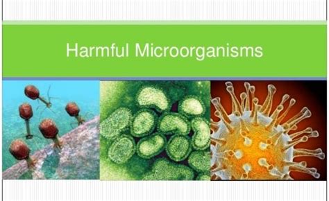 Write A Short Paragraph On Harms Caused By Microorganisms