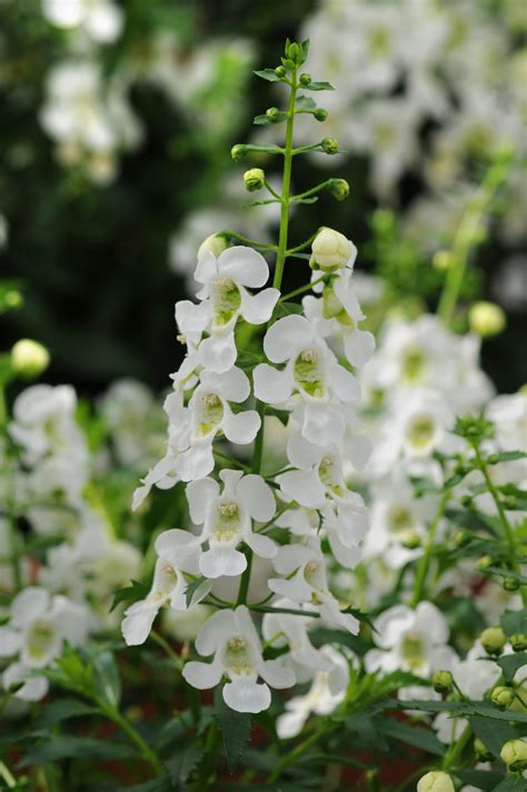 Angelonia Archangel™ White – HI-WAY GARDEN CENTER