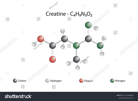 Molecular Formula Chemical Structure Creatine Stock Vector (Royalty ...