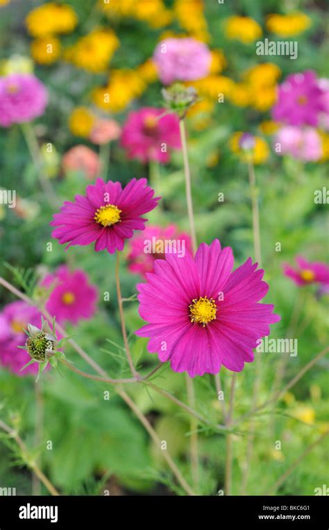 Garden Cosmos Cosmos Bipinnatus Stock Photo Alamy