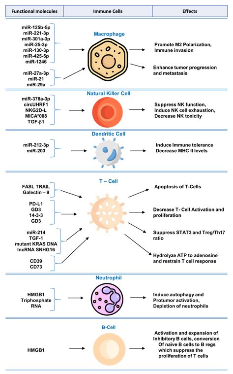 Jnt Free Full Text Exosomes For Regulation Of Immune Responses And