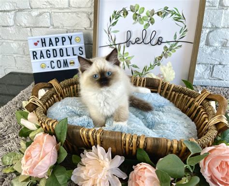 Female Seal Mitted Ragdoll Kitten ⋆ Happy Ragdolls Of Miami Kitten Cattery