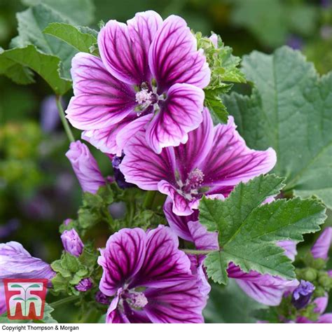 Malva Sylvestris Var Mauritiana Zebrina Seeds Thompson Morgan