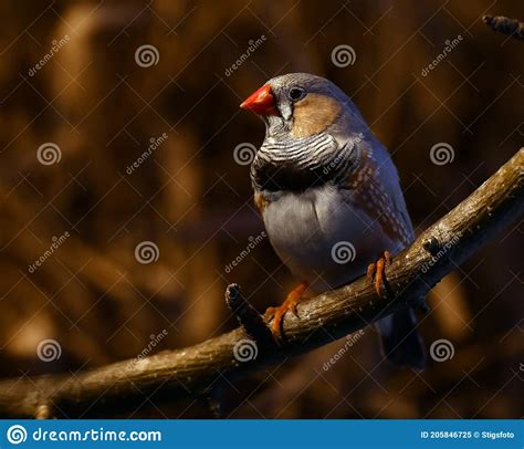 Zebra Finch Taeniopygia Guttata Male Stock Image Image Of Forest