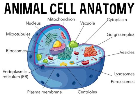 Diagram of Animal Cell Anatomy Stock Vector - Illustration of reticulum ...