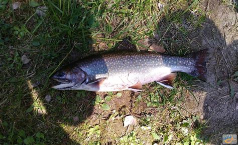 Trofejní úlovky – Siven americký, 51 cm - Chytej.cz